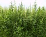 Cannabis sativa variety spontanea. Заросли. Ульяновская обл., Мелекесский, д. Ерыклиск, Куйбышевское водохранилище, берег Черемшанского залива. 16.07.2007.