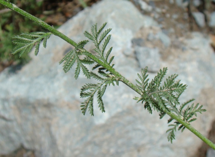 Image of Anthemis tinctoria specimen.