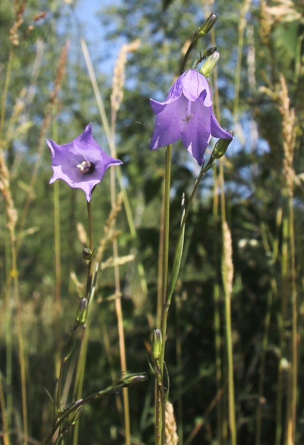 Image of Campanula rotundifolia specimen.