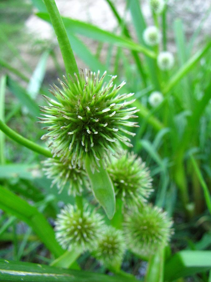 Image of Sparganium emersum specimen.