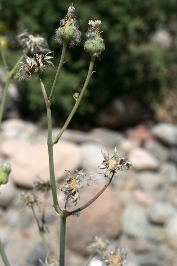 Image of Sonchus asper specimen.