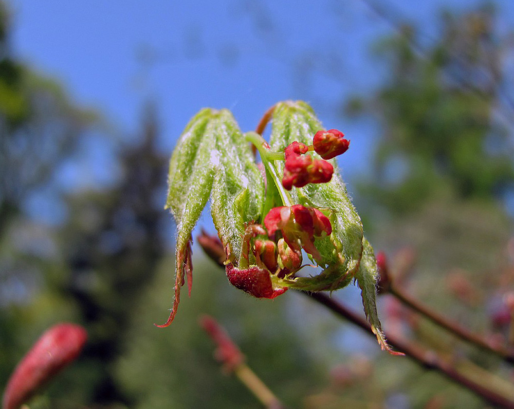 Image of Acer pseudosieboldianum specimen.