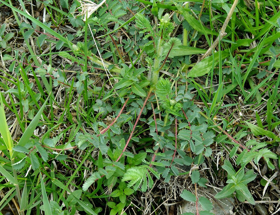 Image of Sanguisorba riparia specimen.