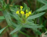 Arnebia decumbens. Соцветие. Казахстан, Жамбылская обл., Кордайский р-н. 09.05.2011.