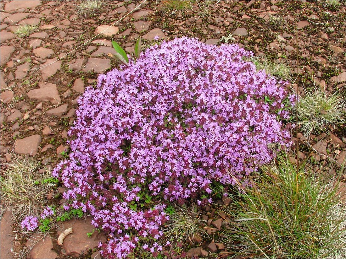 Image of Thymus subarcticus specimen.