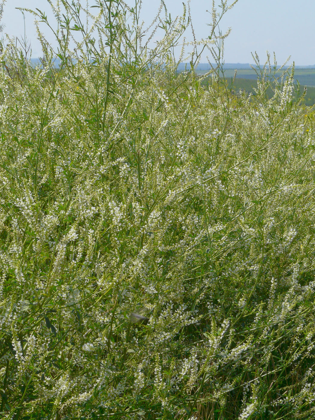 Image of Melilotus albus specimen.