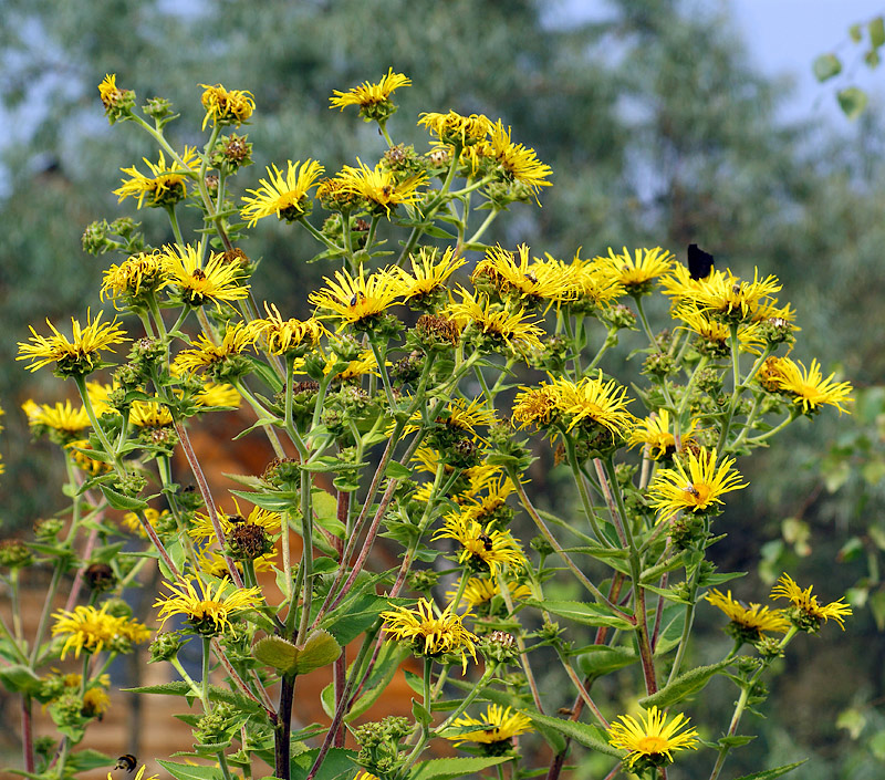 Изображение особи Inula helenium.