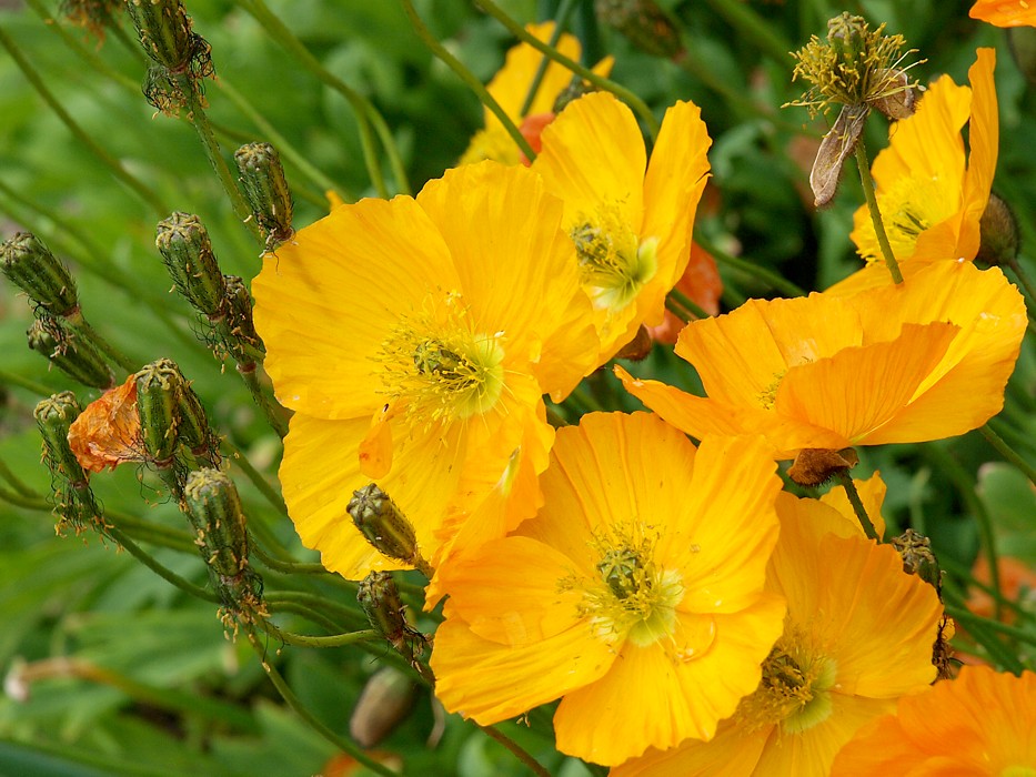 Изображение особи Papaver croceum.