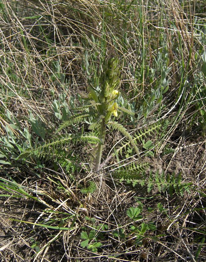 Image of Pedicularis chroorrhyncha specimen.