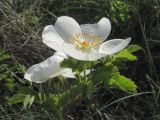 Rosa spinosissima. Верхушка побега. Южный Берег Крыма, СВ склон горы Аю-Даг. 11 мая 2012 г.