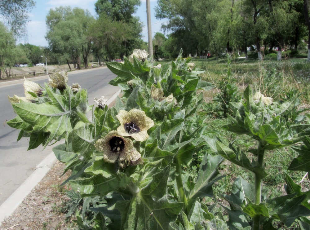 Изображение особи Hyoscyamus niger.