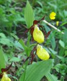 Cypripedium calceolus. Верхушка цветущего растения. Республика Саха, окр. г. Алдан, в огороде. 14.06.2012.