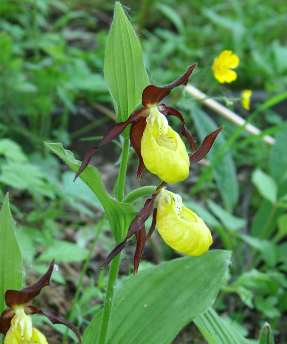 Изображение особи Cypripedium calceolus.