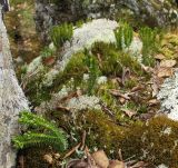 Huperzia appressa. Растения на замшелой каменистой россыпи в лесотундре. Окрестности Мурманска, начало июня.