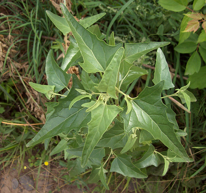 Image of Atriplex sagittata specimen.