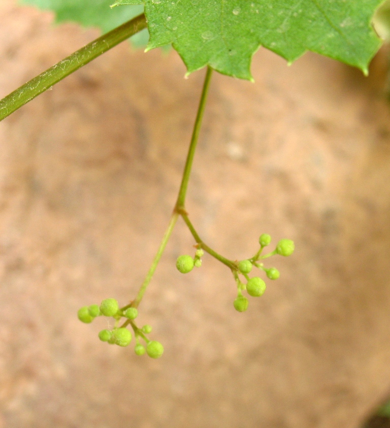 Изображение особи Ampelopsis aegirophylla.
