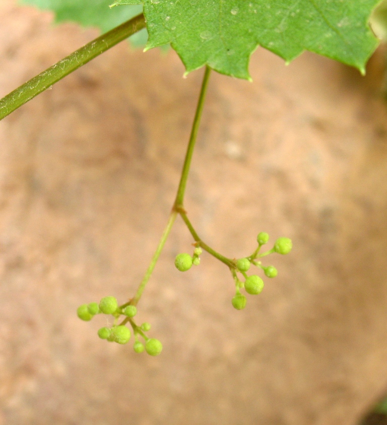 Image of Ampelopsis aegirophylla specimen.