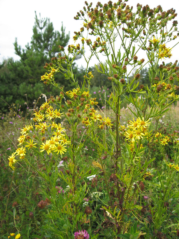 Изображение особи Senecio erucifolius.