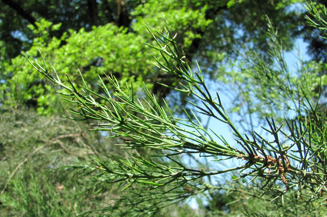 Image of Colletia spinosissima specimen.