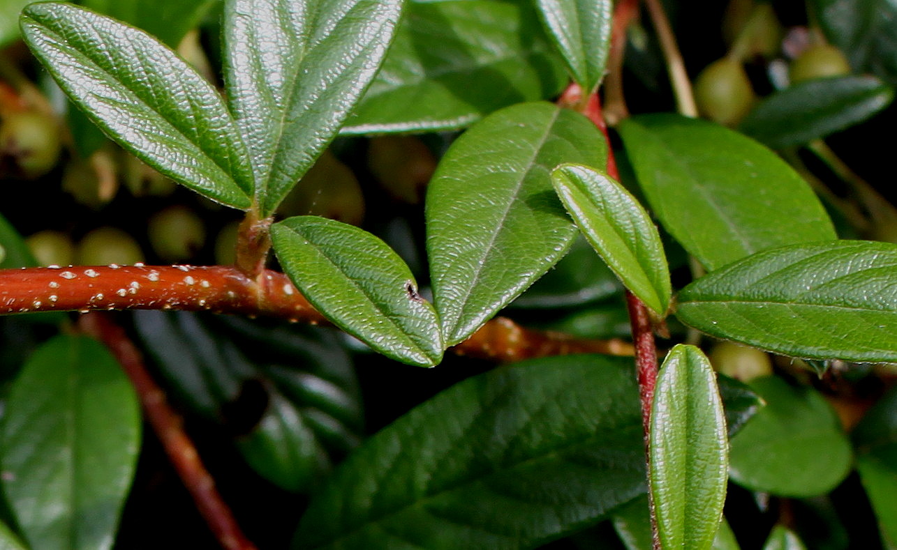 Image of Cotoneaster salicifolius specimen.