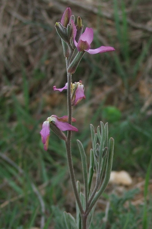 Image of Matthiola bicornis specimen.