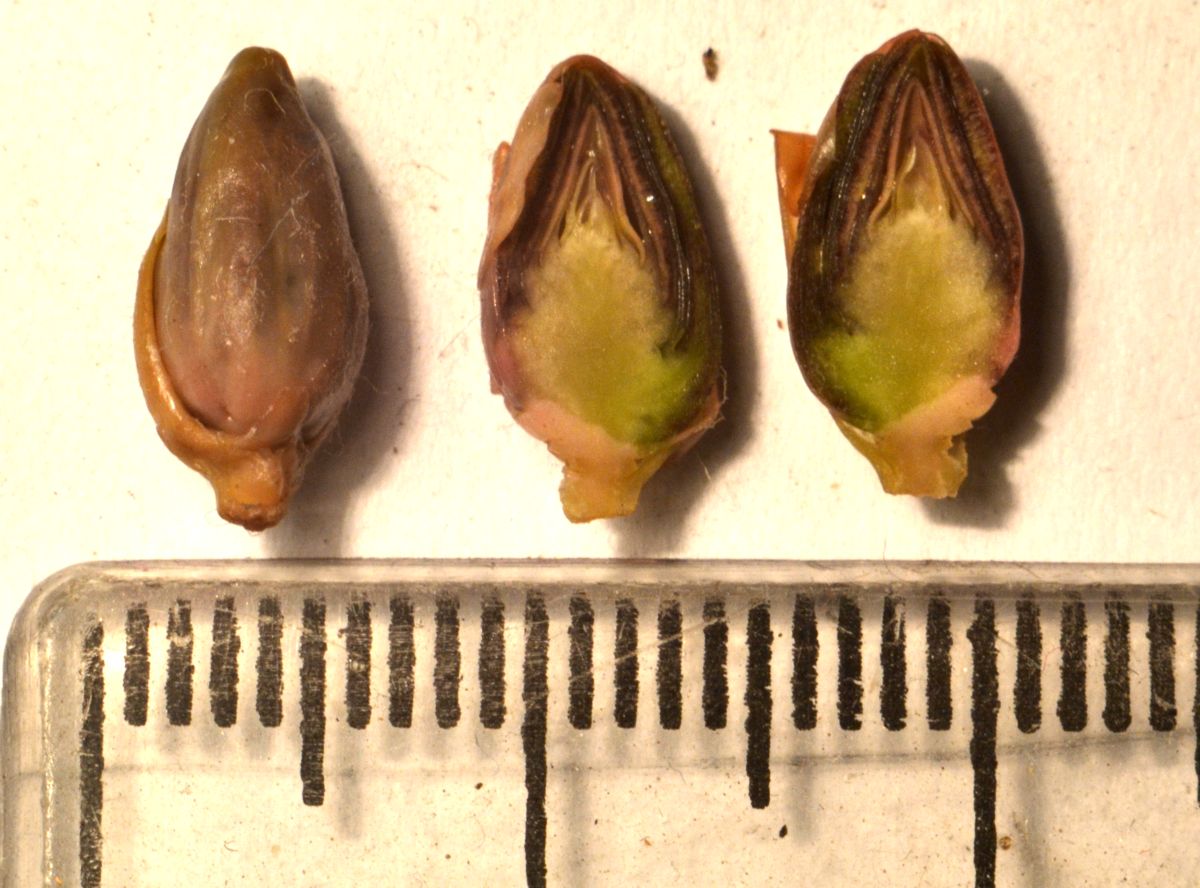 Image of Nymphoides peltata specimen.
