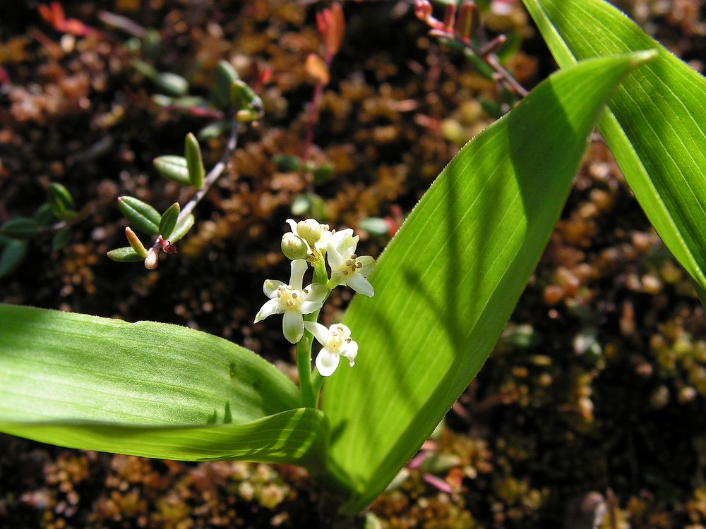 Image of Smilacina trifolia specimen.