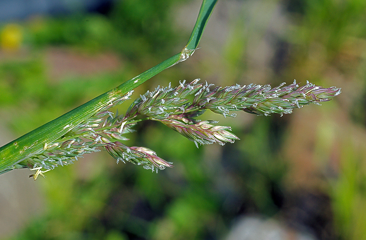 Image of Phalaroides arundinacea specimen.