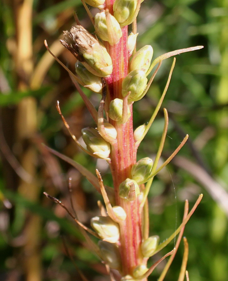 Изображение особи Liatris spicata var. montana.