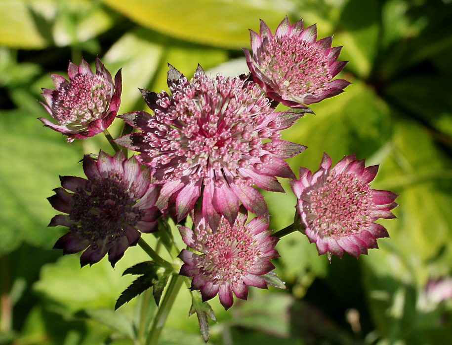 Изображение особи Astrantia major.