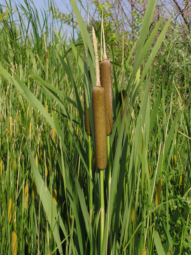 Изображение особи Typha latifolia.