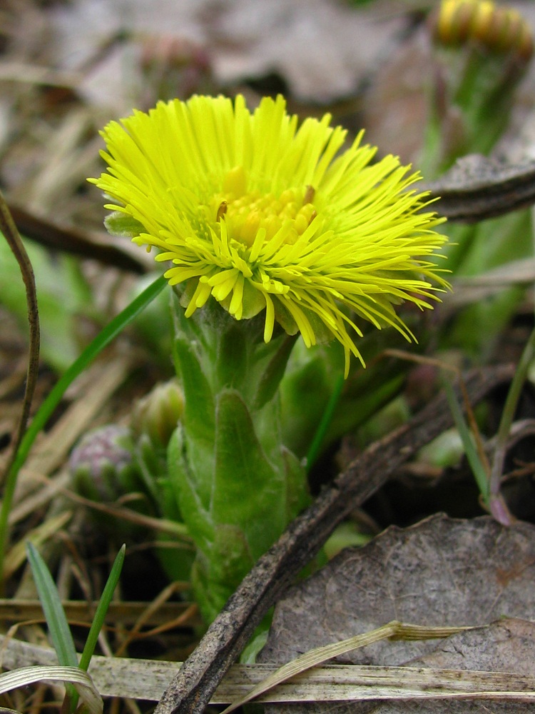 Image of Tussilago farfara specimen.