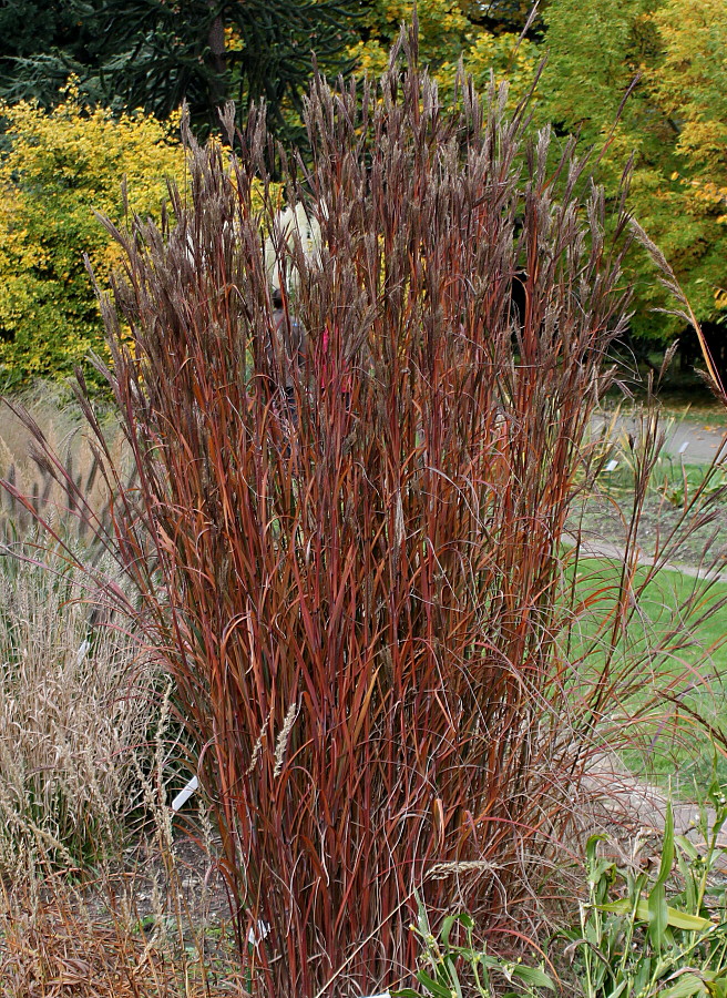 Image of Andropogon gerardii specimen.