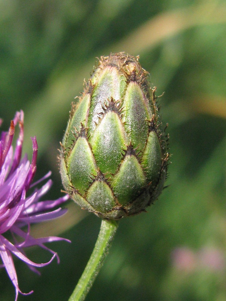 Image of Centaurea adpressa specimen.