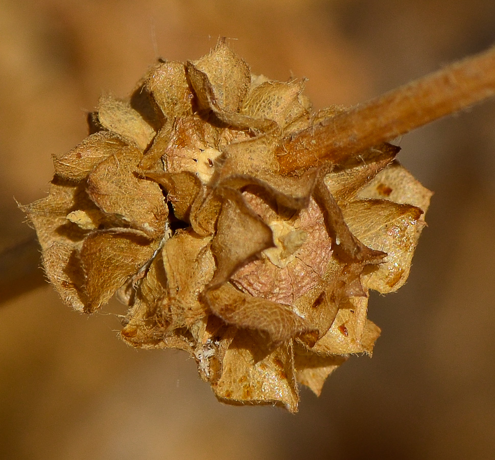 Изображение особи Malva sylvestris.