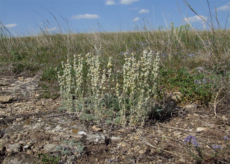 Image of Artemisia caucasica specimen.