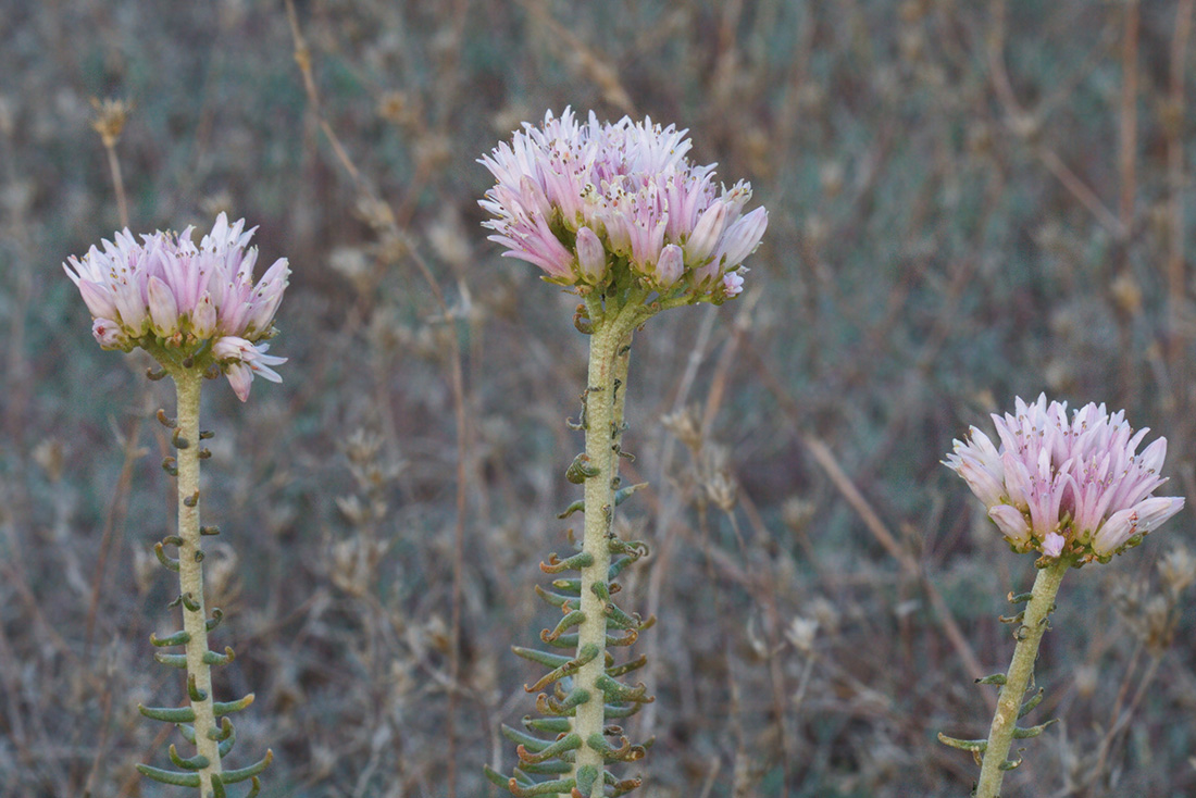 Image of Pseudosedum longidentatum specimen.