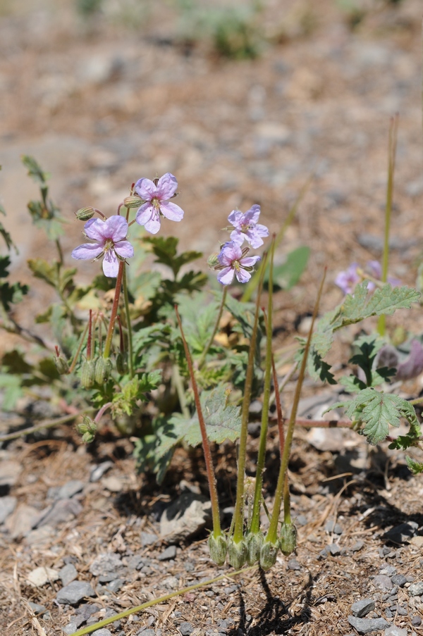 Image of Erodium oxyrhynchum specimen.