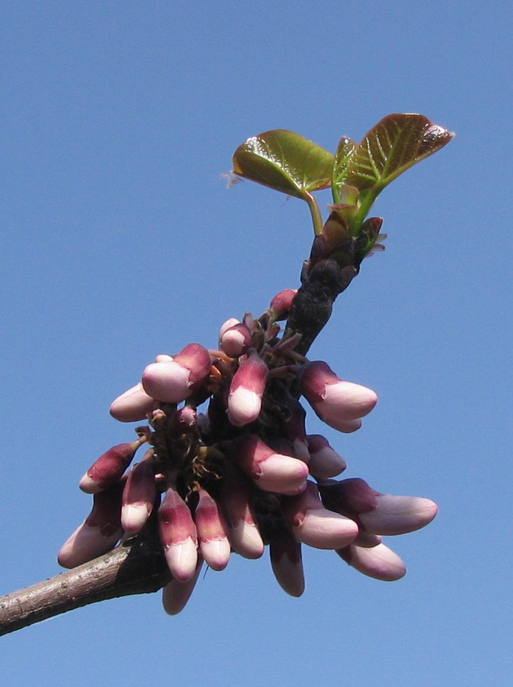 Image of Cercis siliquastrum specimen.