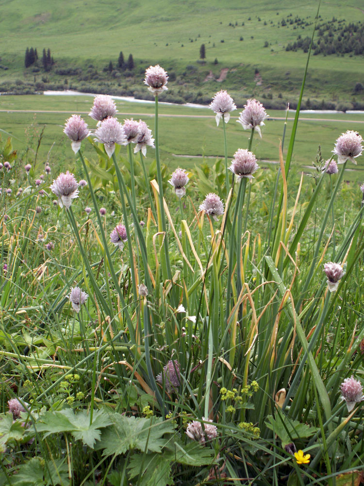 Image of Allium karelinii specimen.