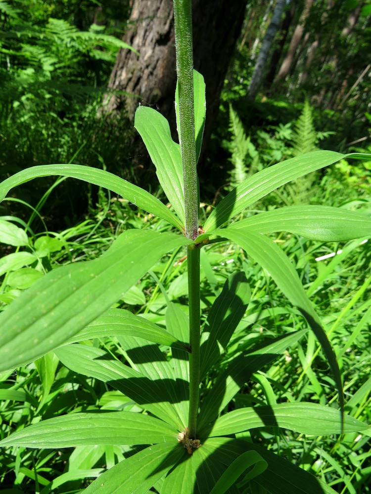 Image of Lilium pilosiusculum specimen.