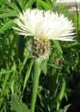 Centaurea triumfettii. Соцветие (культивар). С-Петербург, клумба. 14 июня 2009 г.