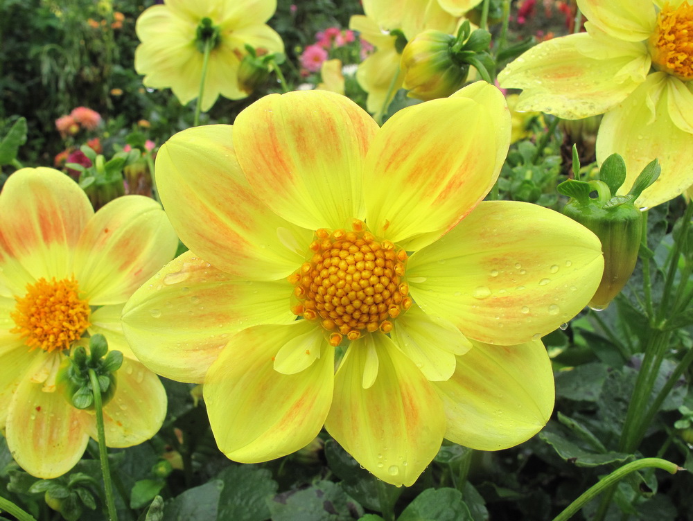 Изображение особи Dahlia pinnata.