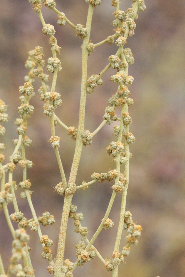 Image of Halimione verrucifera specimen.