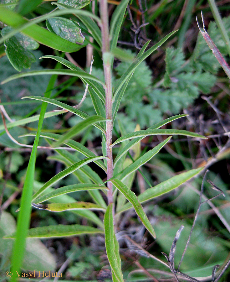 Image of Asyneuma canescens specimen.