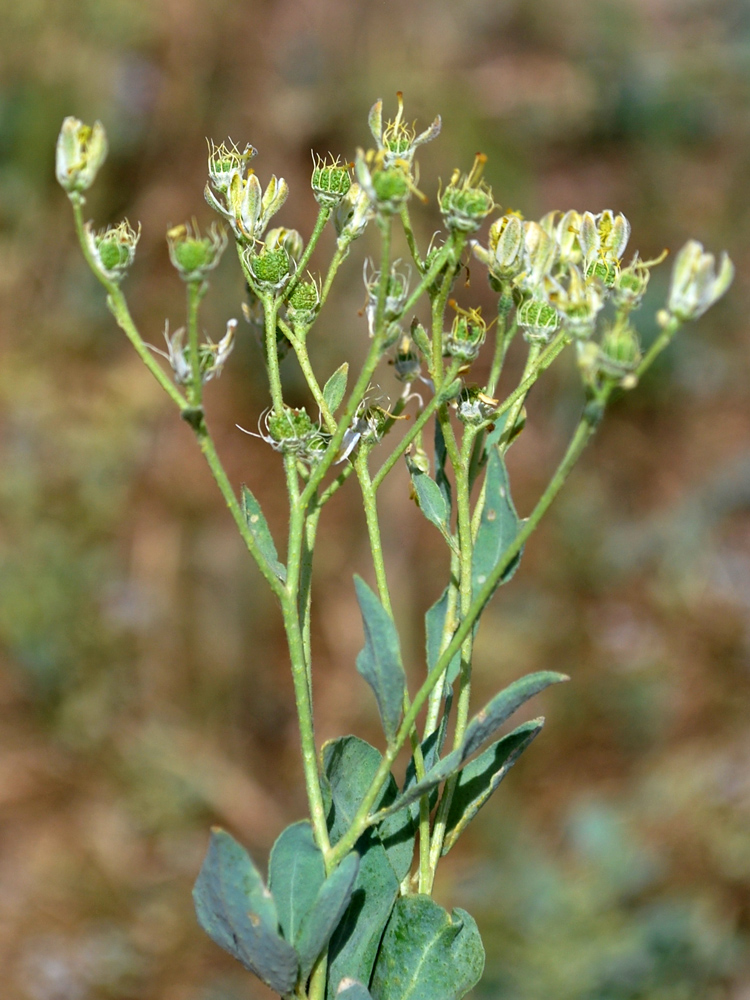 Image of Haplophyllum versicolor specimen.