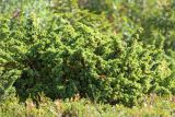 Juniperus sibirica. Растение с шишкоягодами. Кольский п-ов, Кандалакшский берег Белого моря. 07.08.2013.