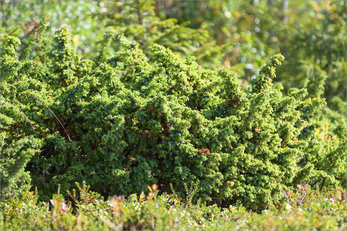 Можжевельник ( Juniperus sibirica