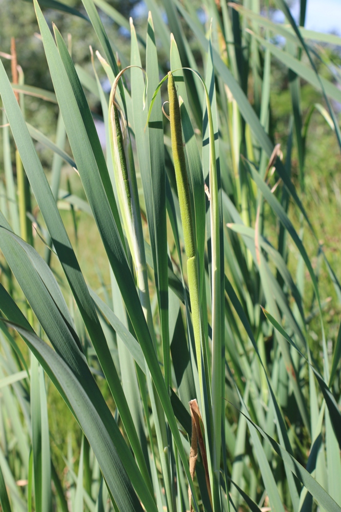 Изображение особи Typha latifolia.