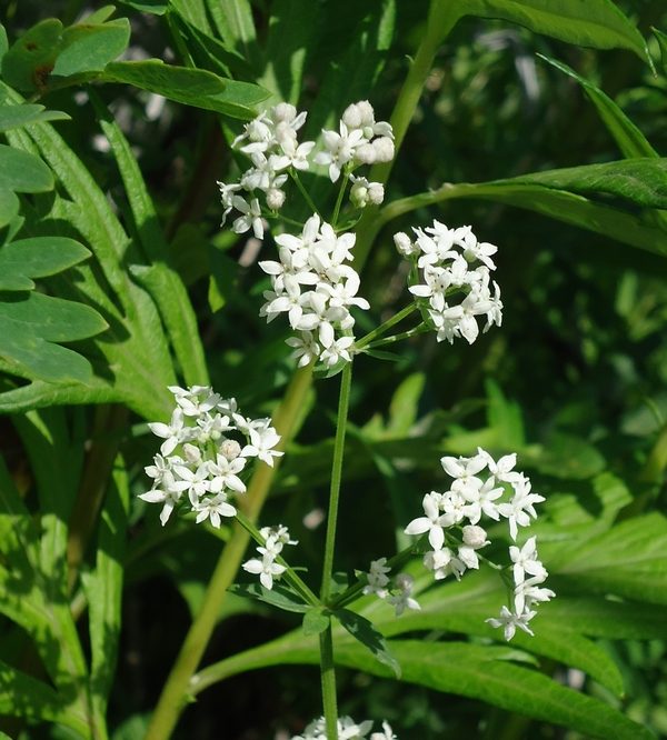 Image of Galium boreale specimen.